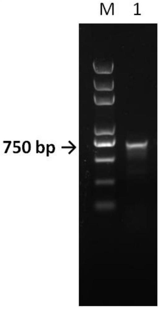 Production process of bovine trypsin