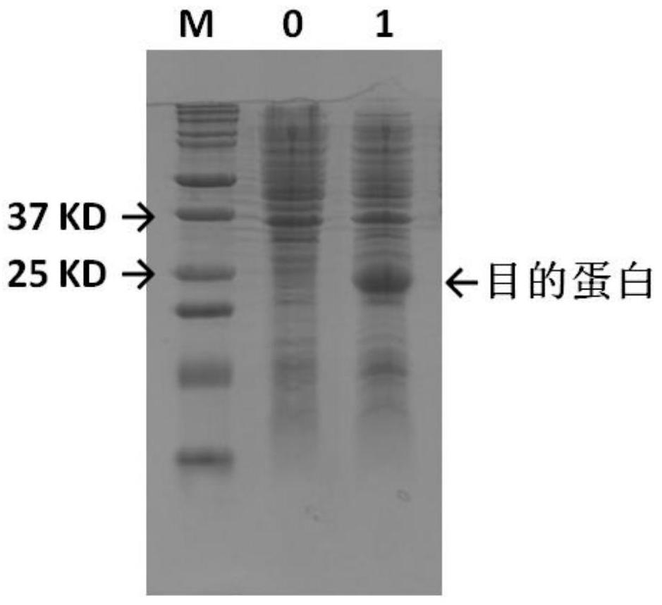 Production process of bovine trypsin