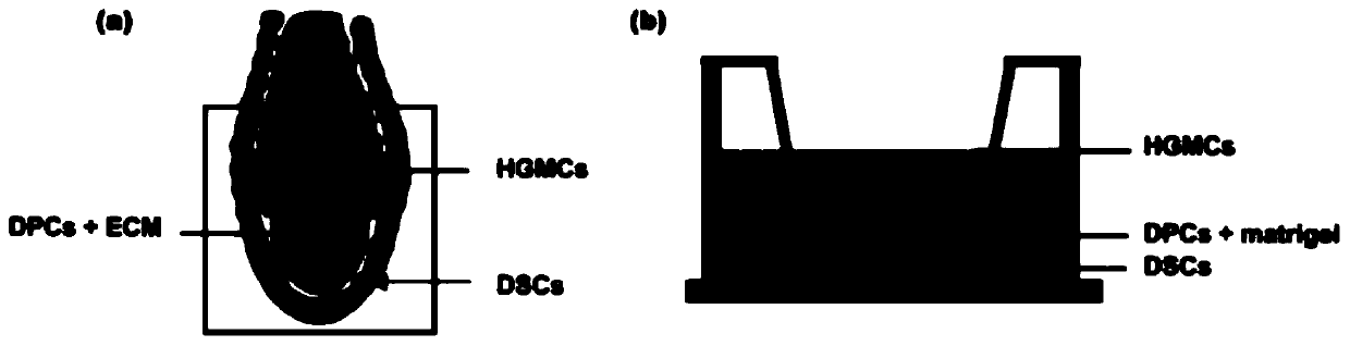 Bionic three-dimensional DPCs independent co-culture system and construction method thereof