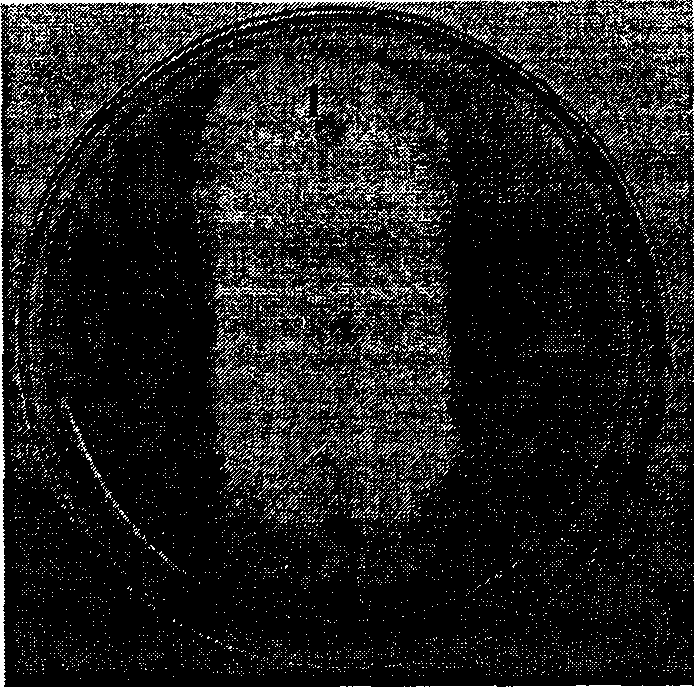 Pyronone antibiotic its preparation method and application