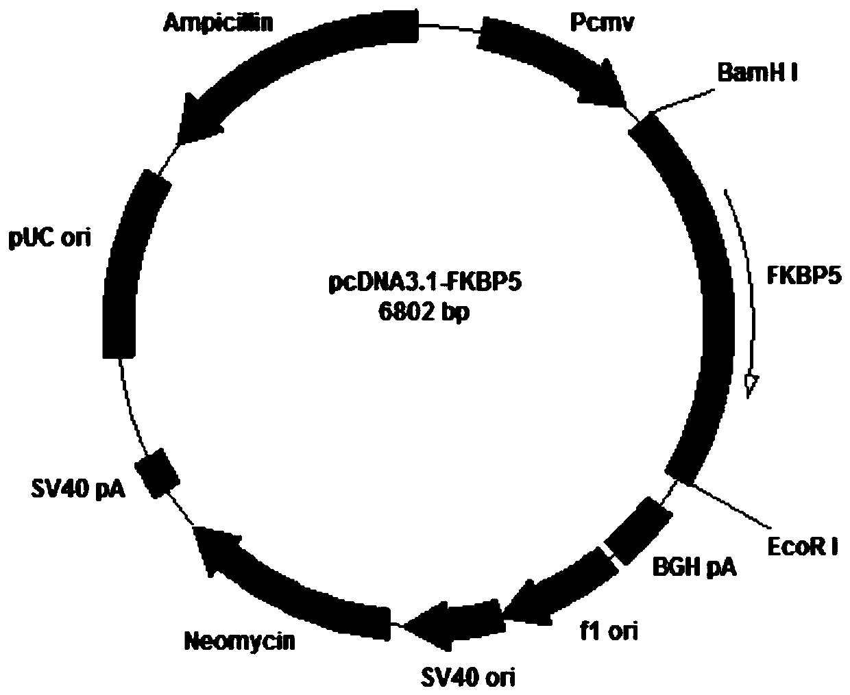 Fkbp5 gene fragment containing 163g&gt;c mutation, encoded protein fragment and application thereof