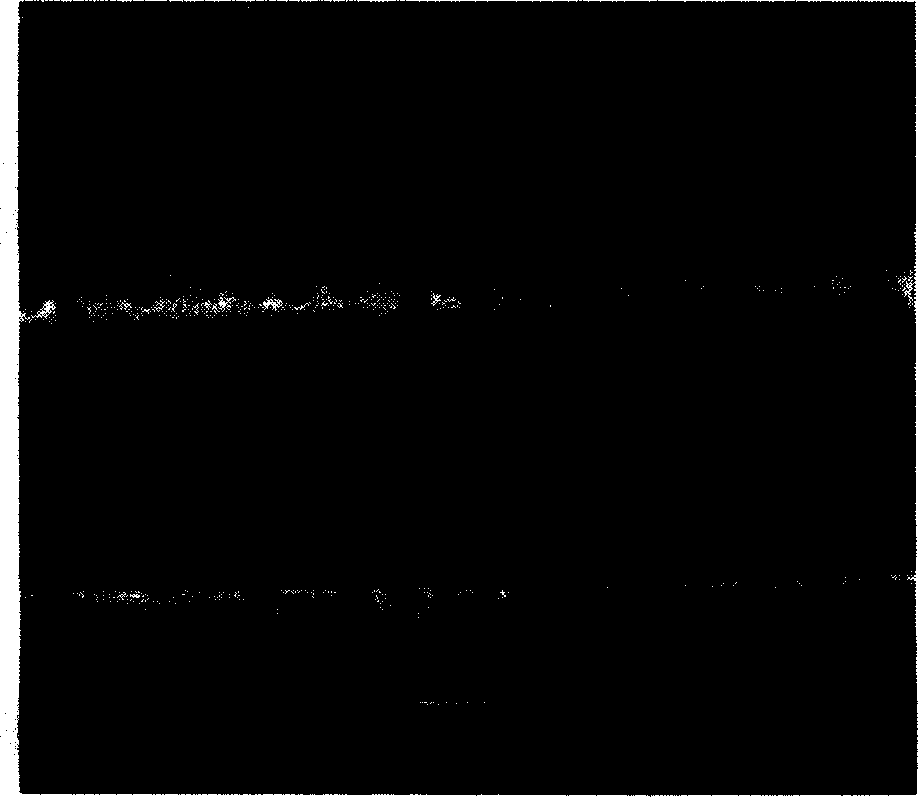 Process for preparing big aperture active carbon fibers