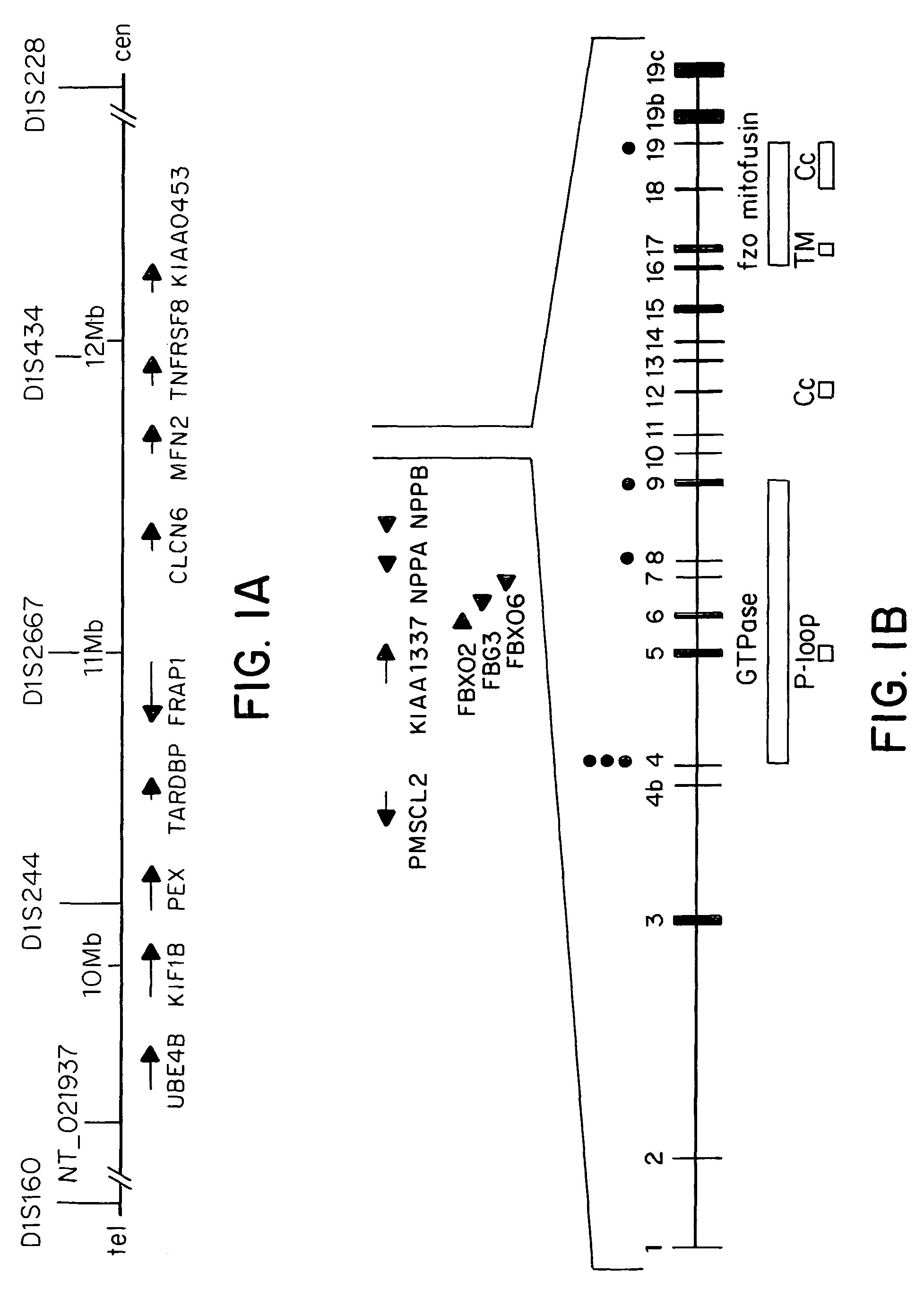 Methods of detecting Charcot-Marie Tooth disease type 2A