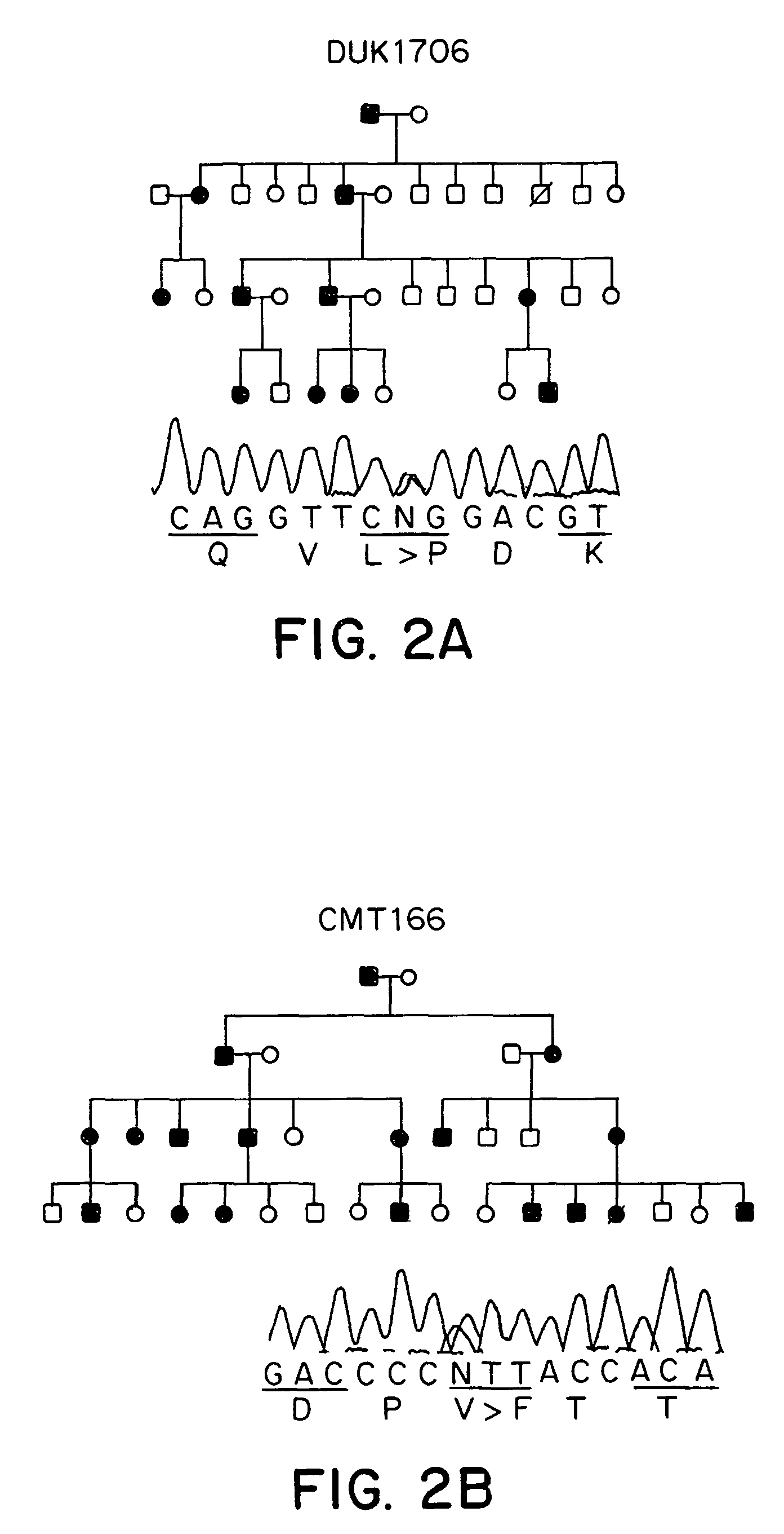 Methods of detecting Charcot-Marie Tooth disease type 2A