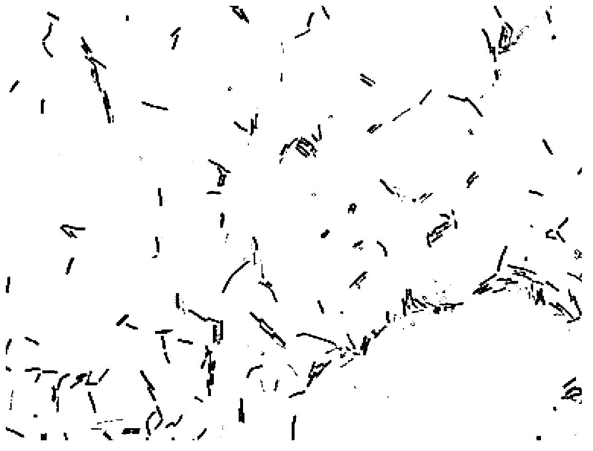 Bacillus SSAL-6 and application thereof in degrading anabaena flos-aquae