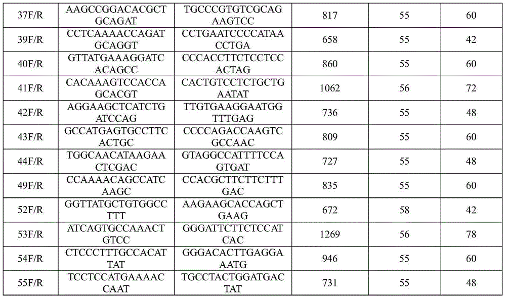 Primer pair for screening mammalian experiment animal SNP (Single Nucleotide Polymorphism) markers and application thereof