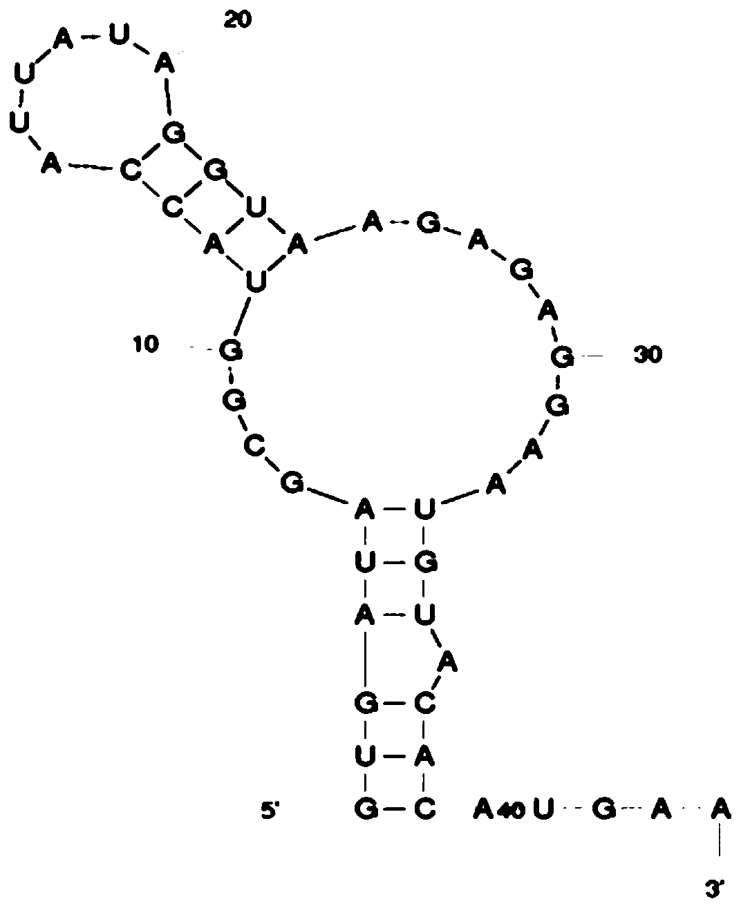 A promoter optimization method based on ribosome binding site modification