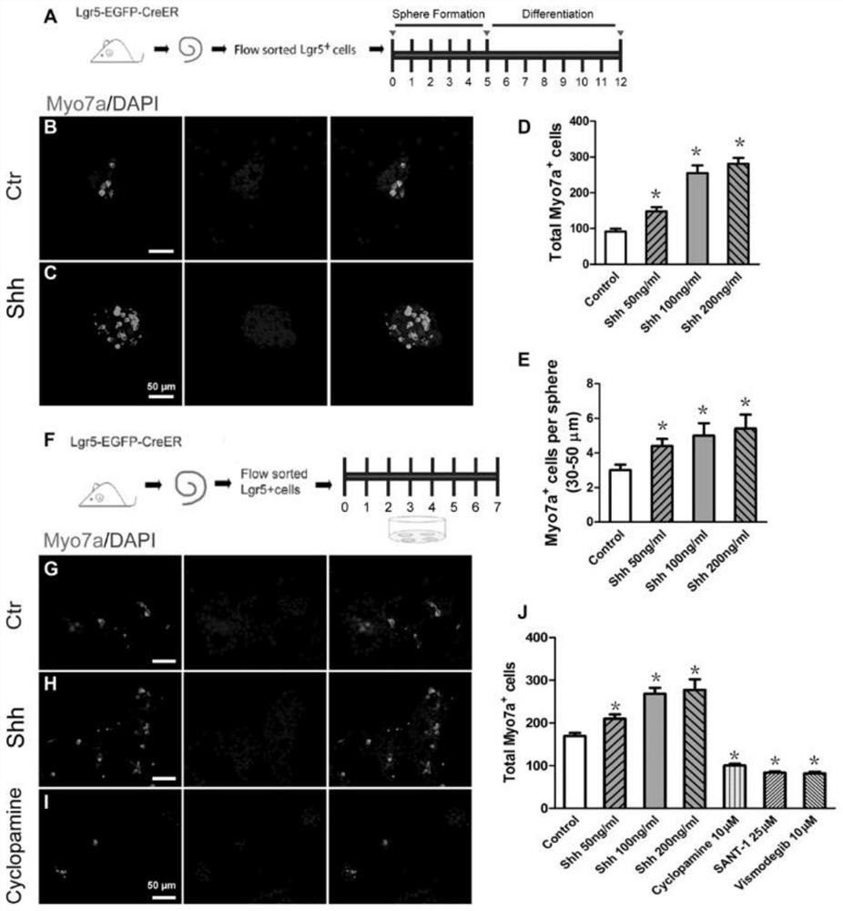 Method for regulating proliferation and differentiation of inner ear stem cells by using Rassf2 and application of Rassf2 in hair cell regeneration