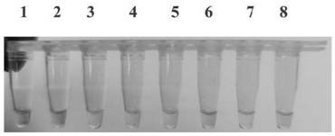 Preparation of organic microporous filter screen filter paper strip and application of organic microporous filter screen filter paper strip in rapid detection of citrus yellow shoot