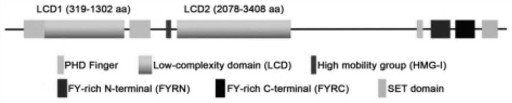 Application of KMT2D in preparation of antitumor drugs