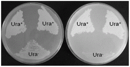 Long-chain dibasic acid production strain and its preparation method and application