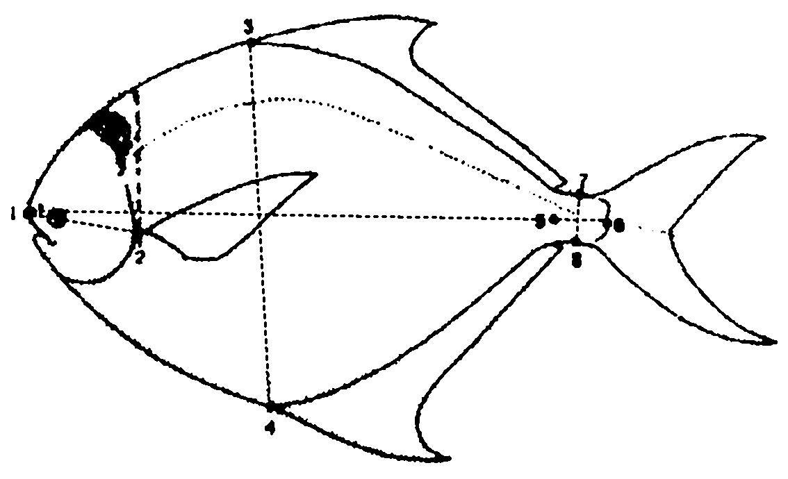 Method for identifying pampus argenteus, pampus punctatissimus and pampus chinensis