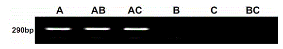 Method for rapidly detecting expression of ANS (Anthocyanidin Synthetase) genes from different sources in rape seed capsule and application thereof