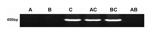 Method for rapidly detecting expression of ANS (Anthocyanidin Synthetase) genes from different sources in rape seed capsule and application thereof