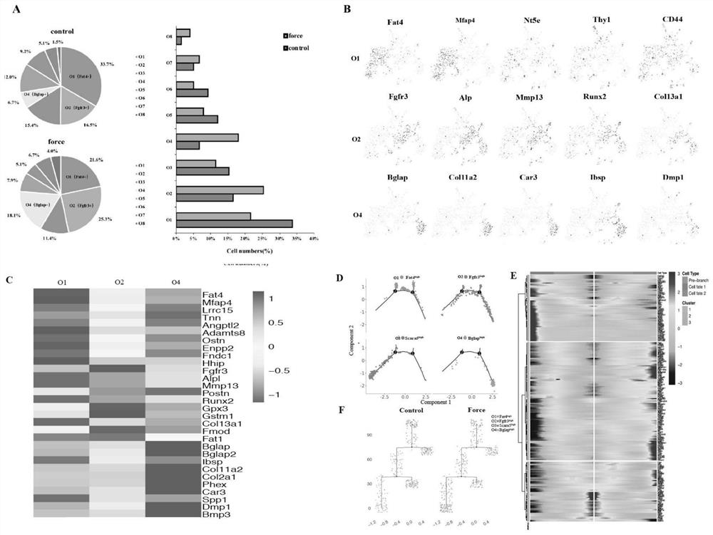 Screening method and application of direct mechanical response cell subpopulation