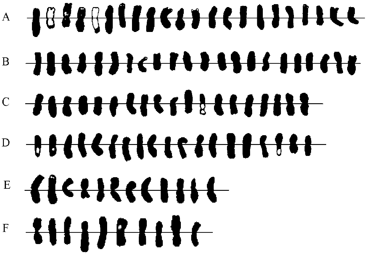 Method for efficiently inducing wheat-wheatgrass non-homologous chromosomes to translocate