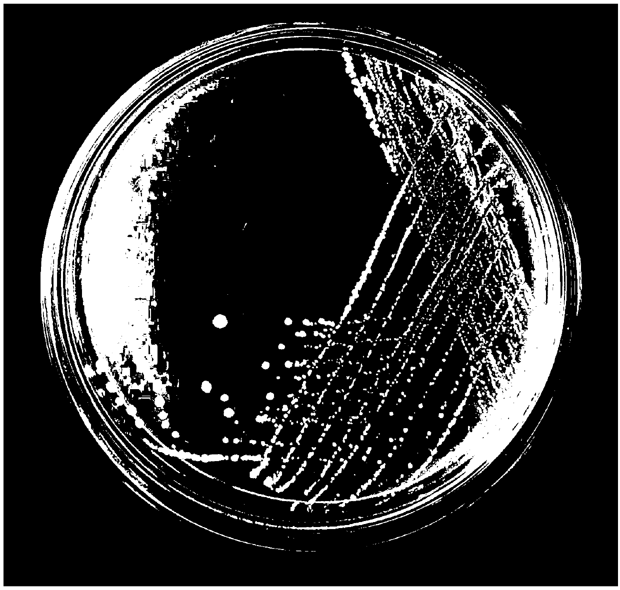 Bacillus subtilis and application thereof to aquaculture