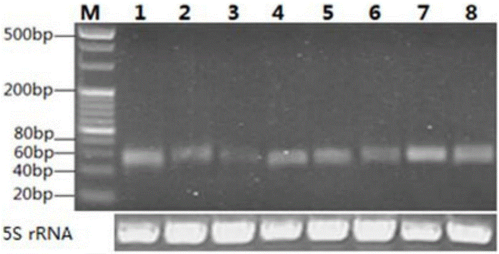 Biological genome sequence-based microRNA predicting method