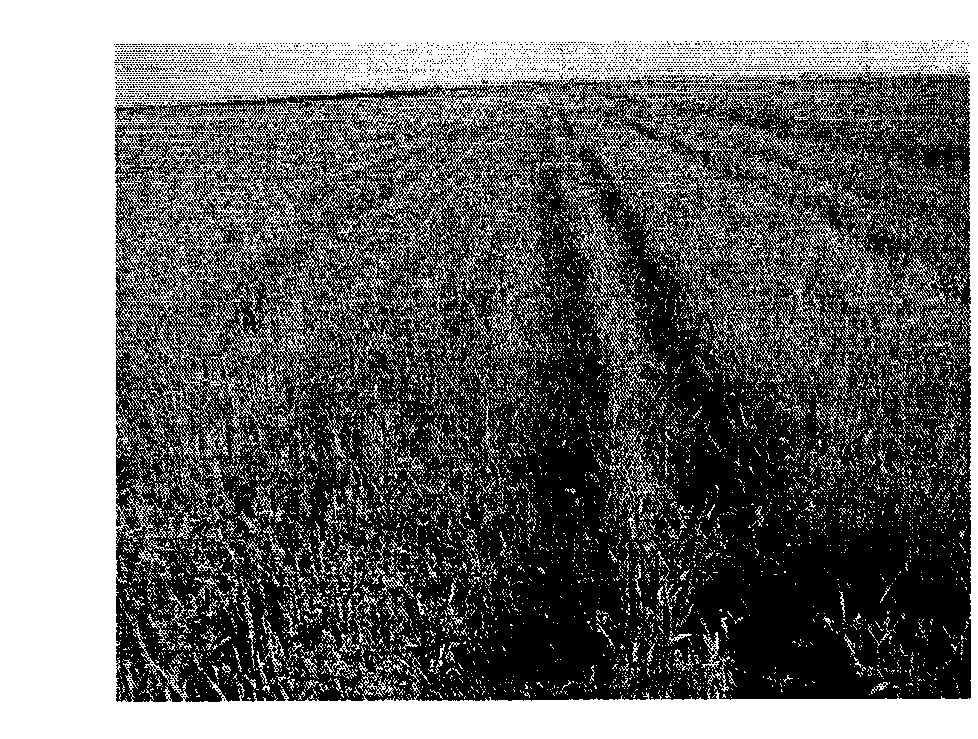 Comprehensive weeding method of oat field