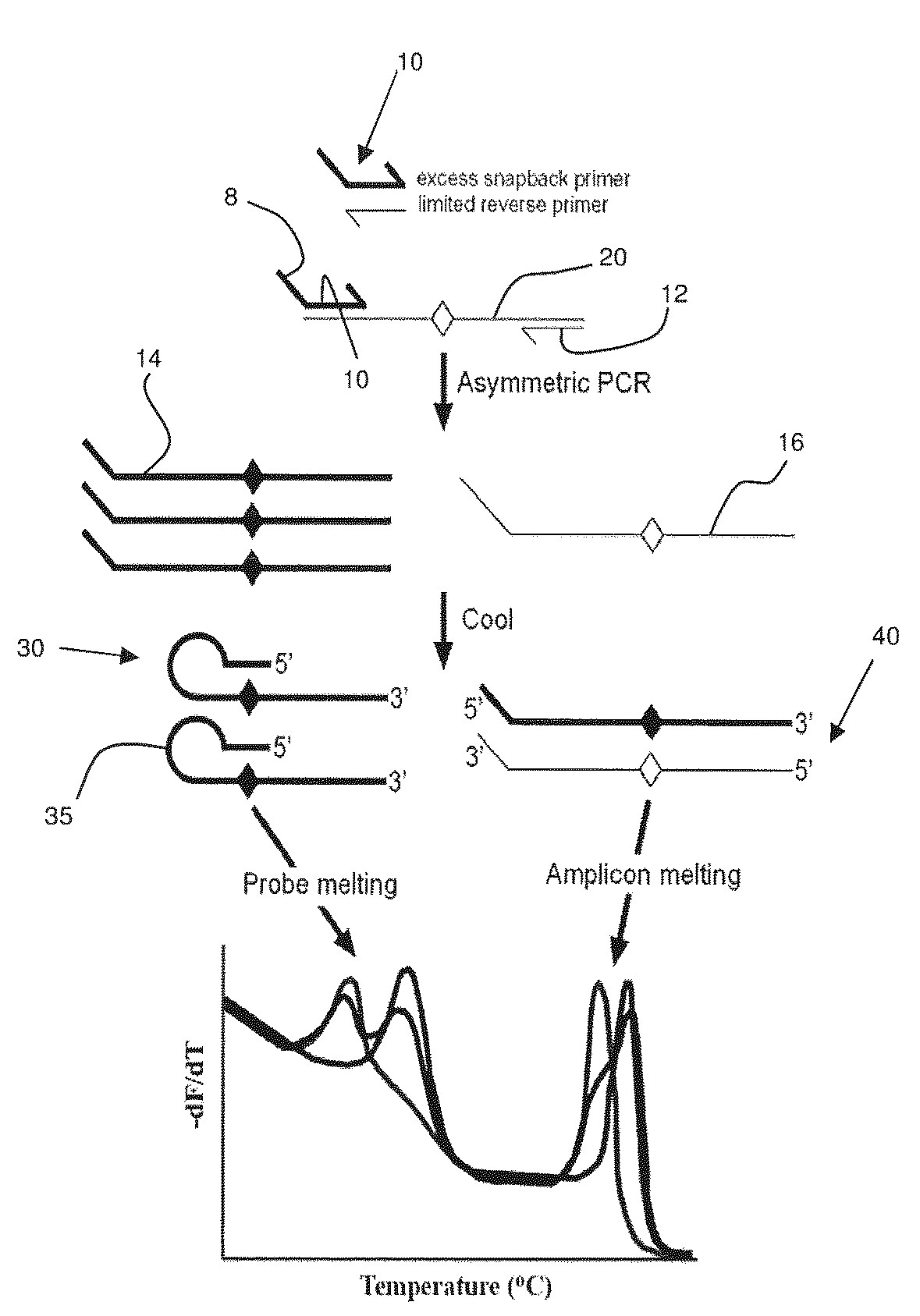 Primers for melting analysis