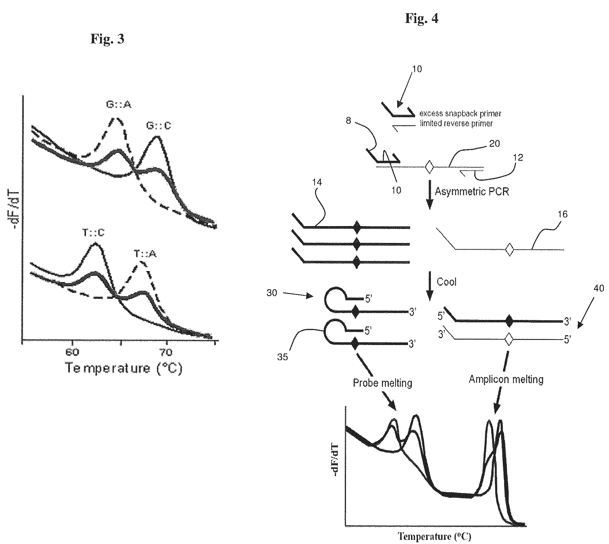 Primers for melting analysis