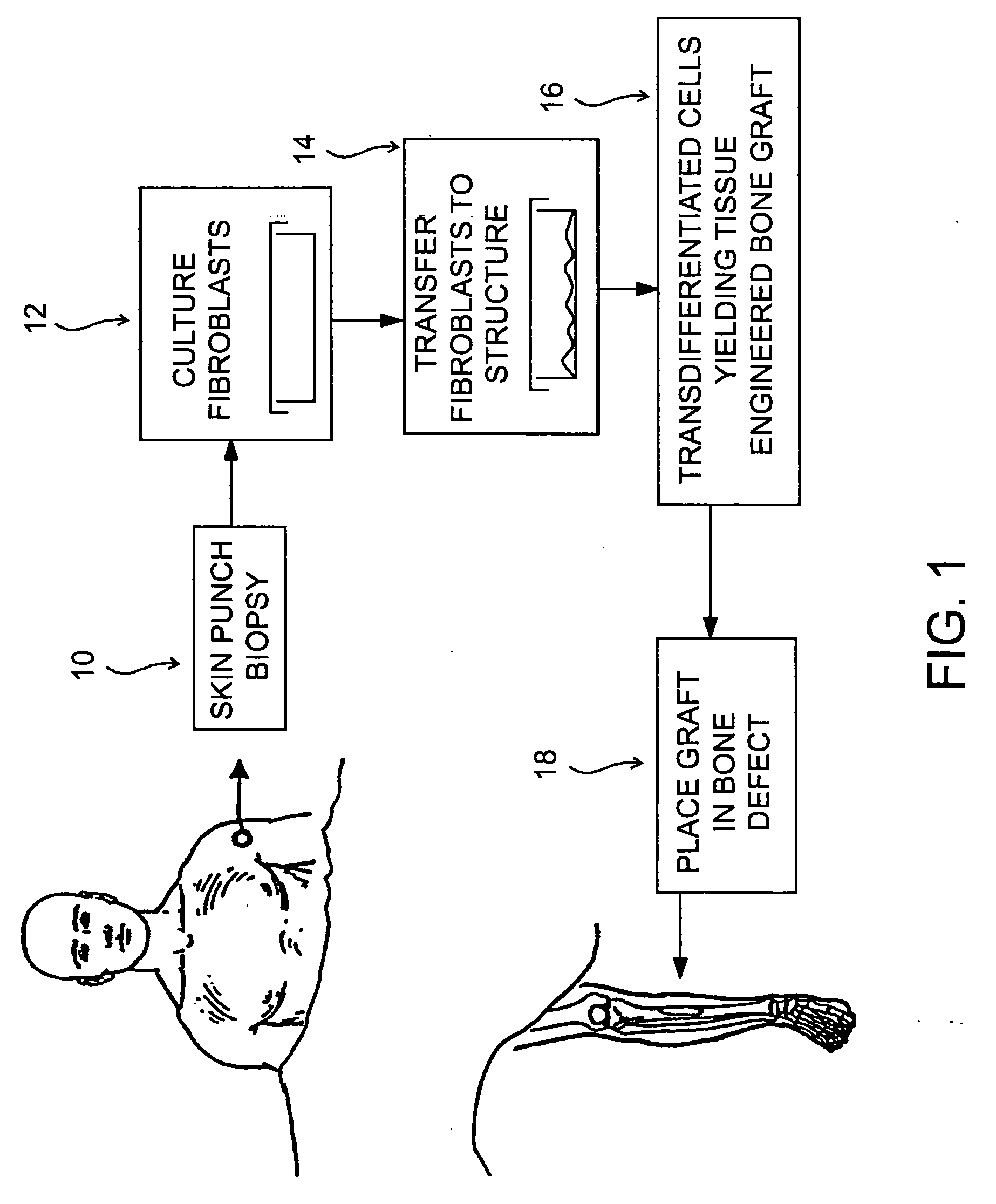 Structures useful for bone engineering and methods