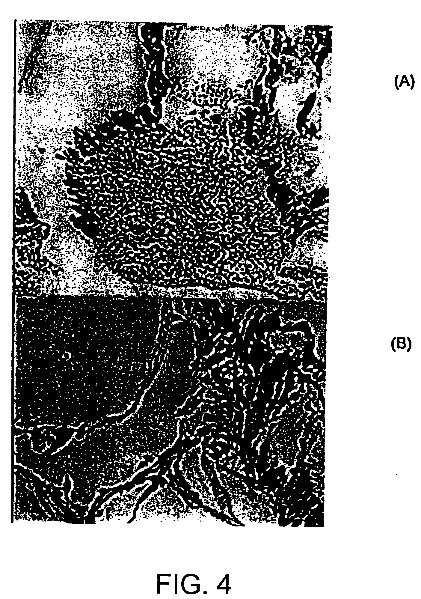 Structures useful for bone engineering and methods