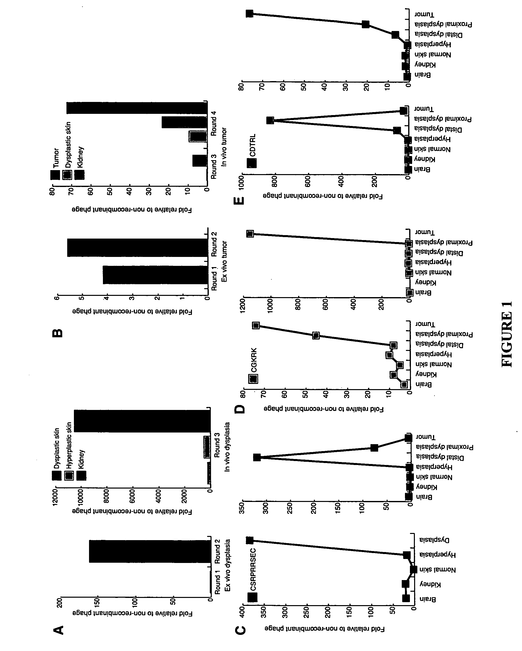 Molecules that selectively home to vasculature of pre-malignant dysplastic lesions or malignancies