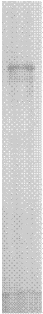 Kit for Qualitative Detection of Vitellin Phosphoprotein in Cyprinidae and Its Application