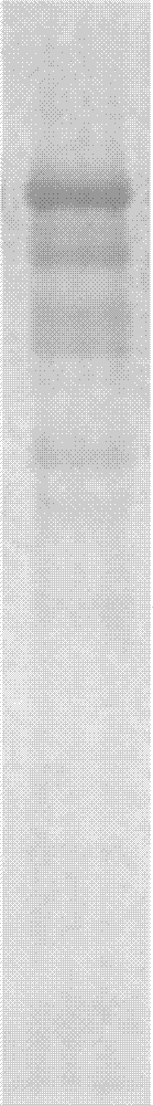 Kit for Qualitative Detection of Vitellin Phosphoprotein in Cyprinidae and Its Application