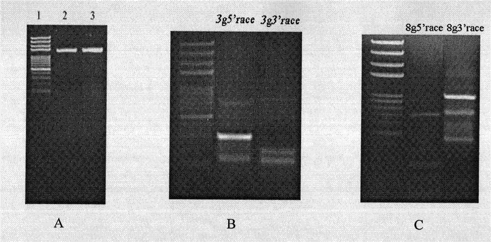 Soybean folate synthesis key enzymes GTPCHI and their genes and use