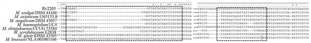 Mycobacterium tuberculosis H37Rv new gene Rv2203c, and coding protein and application thereof
