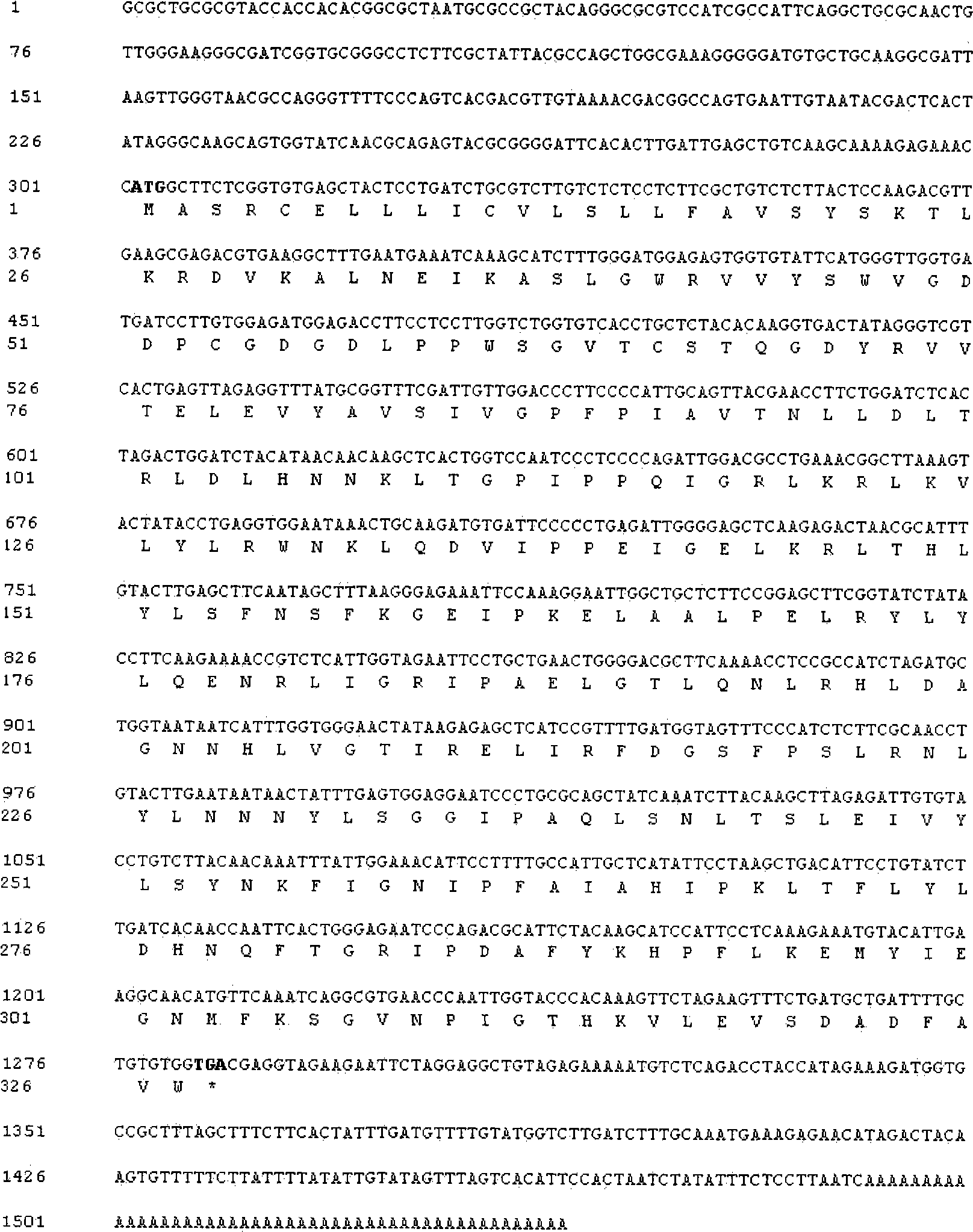 Cloning and function of Chinese cabbage LRR disease-resistant protein gene BcLRR