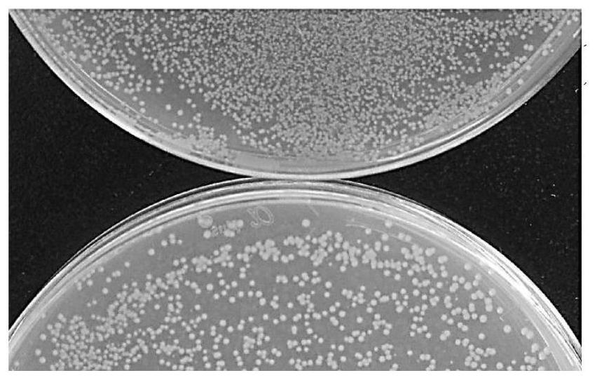 A kind of yellow fluorescent protein and its application