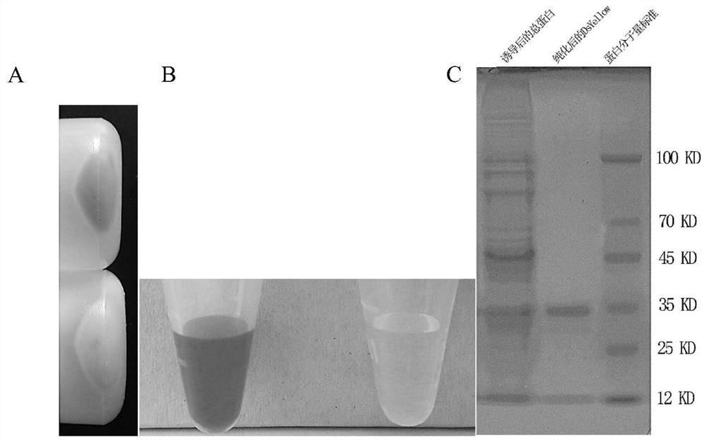 A kind of yellow fluorescent protein and its application