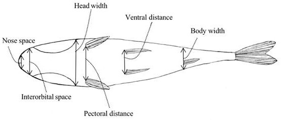 Method for identifying quality of carassius auratus gibelio in different culture modes