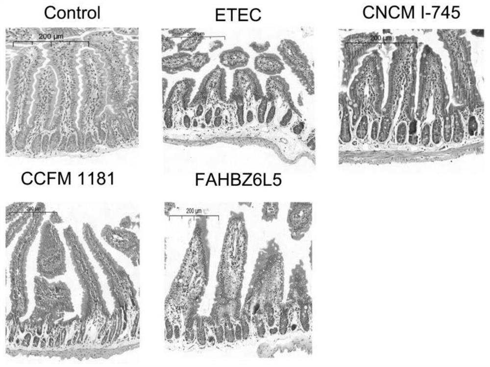 Lactobacillus johnsonii capable of relieving diarrhea caused by ETEC and application of lactobacillus johnsonii