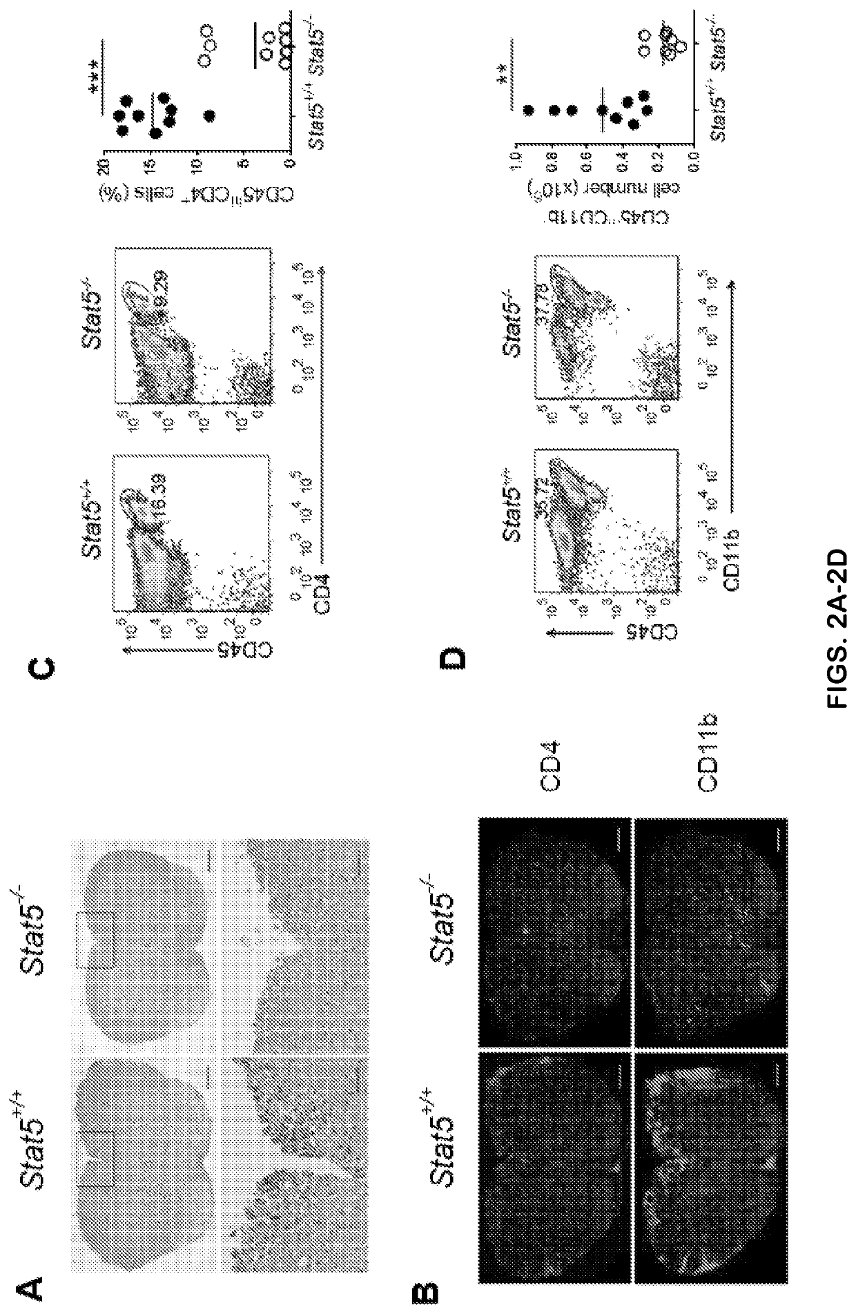 Methods and compositions for modulating T<sub>H</sub>-GM cell function