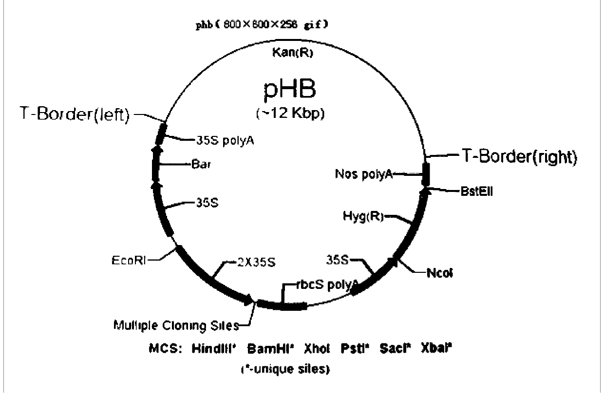 Rice brown planthopper resistance gene bph28 and its application