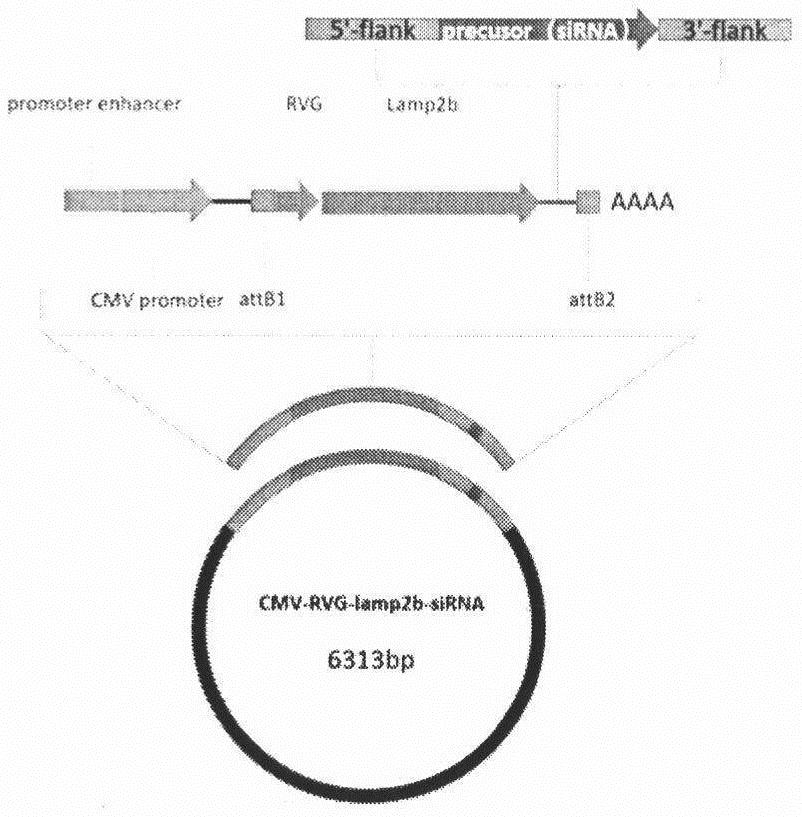 Targeted siRNA expression plasmid aiming at LRRK2 and application of siRNA expression plasmid in aspect of Parkinson's disease