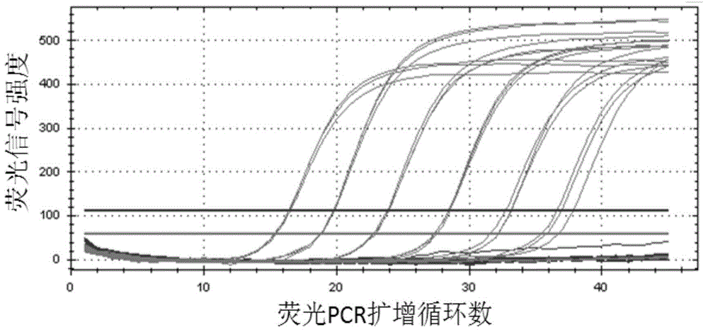 Kit for rapid detection and genotyping of mycoplasma pneumoniae