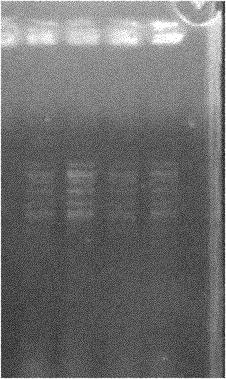 Method for cultivating plant capable of preventing rice black-streaked dwarf virus infestation