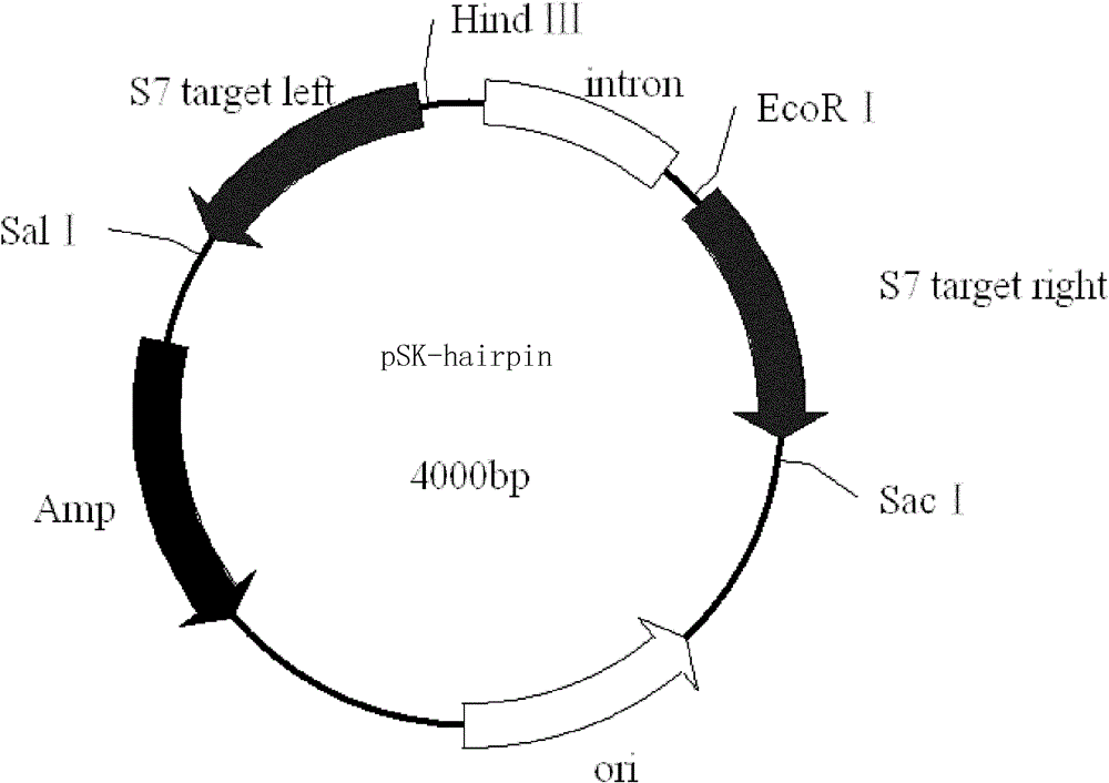 Method for cultivating plant capable of preventing rice black-streaked dwarf virus infestation