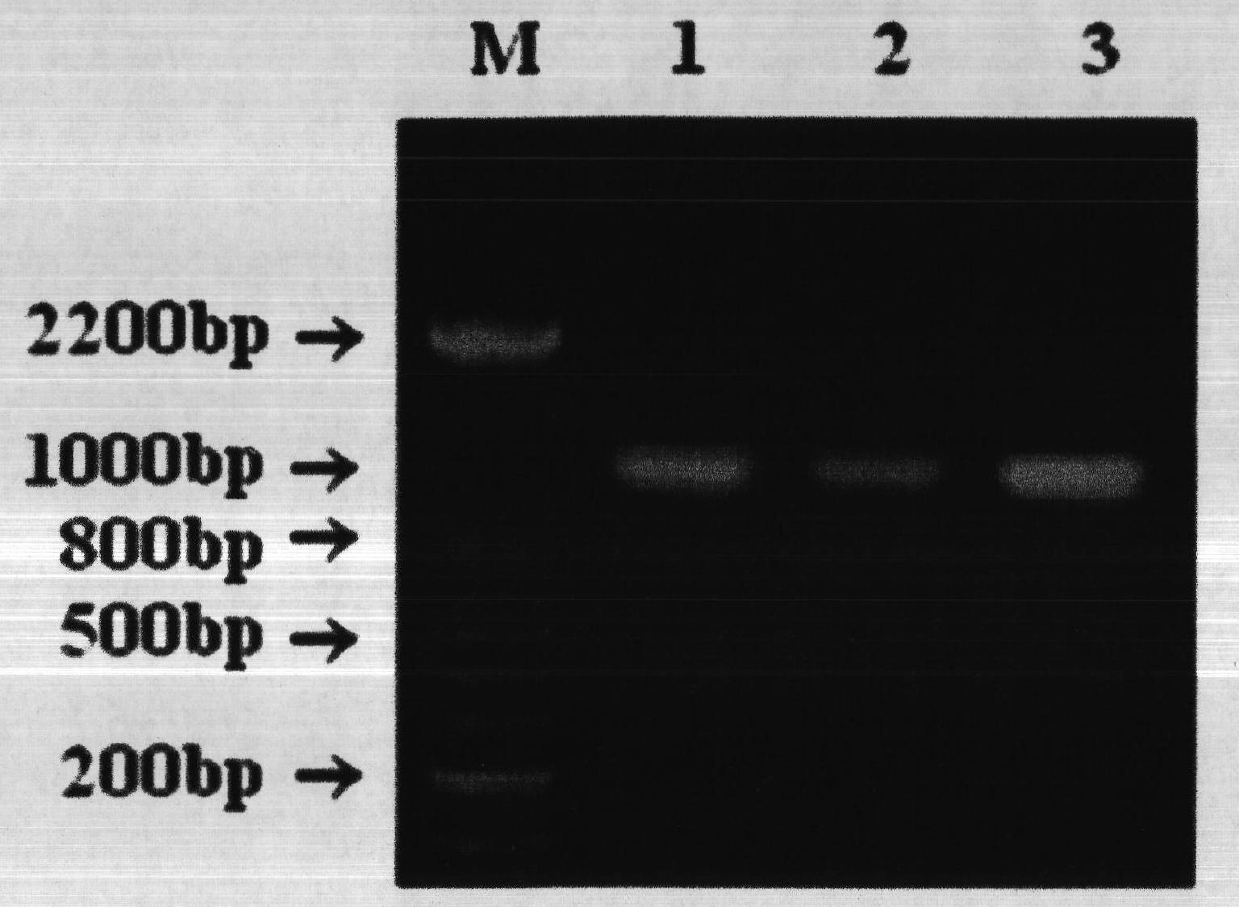 Construction and application method of efficient double promoter PLEGFP-N1-spMyoD1 green fluorescence retrovirus vector