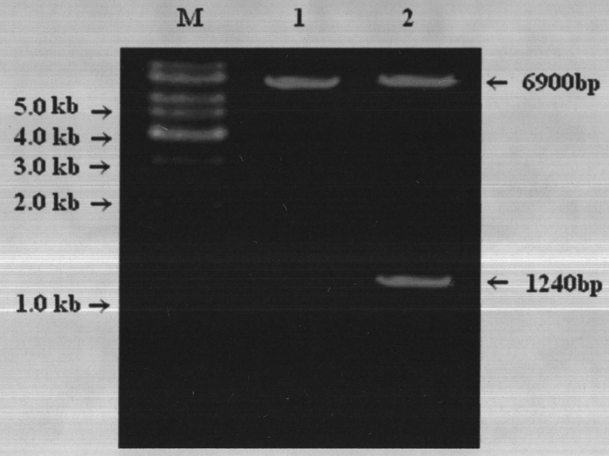 Construction and application method of efficient double promoter PLEGFP-N1-spMyoD1 green fluorescence retrovirus vector