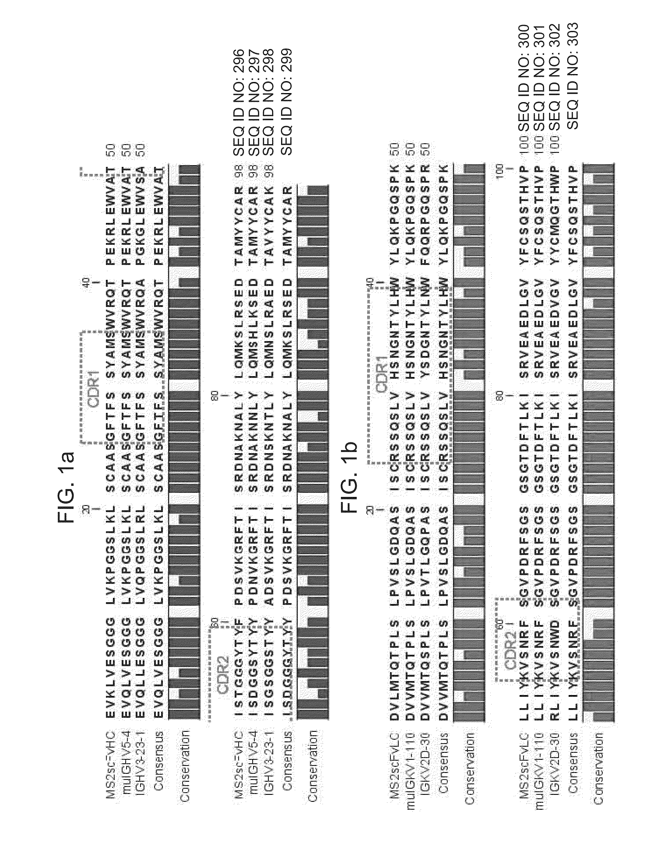 Thermostable antibody framework regions