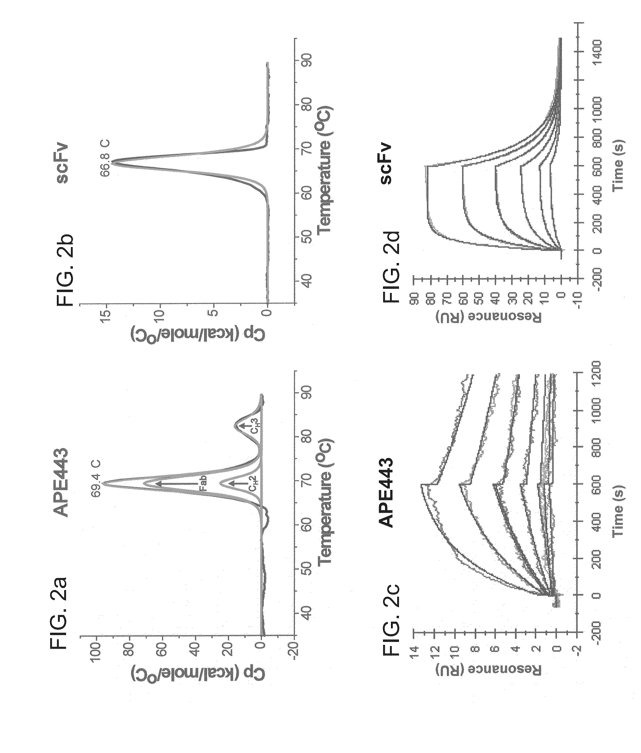 Thermostable antibody framework regions