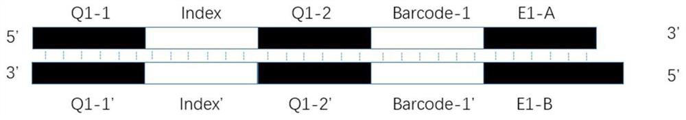 Library building connector and method suitable for simplified genome sequencing of DNBSEQ technology