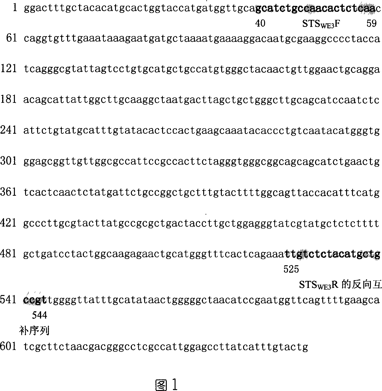 EST-STS marking primer 2 with differential rye1RS chromosome, screening method and use