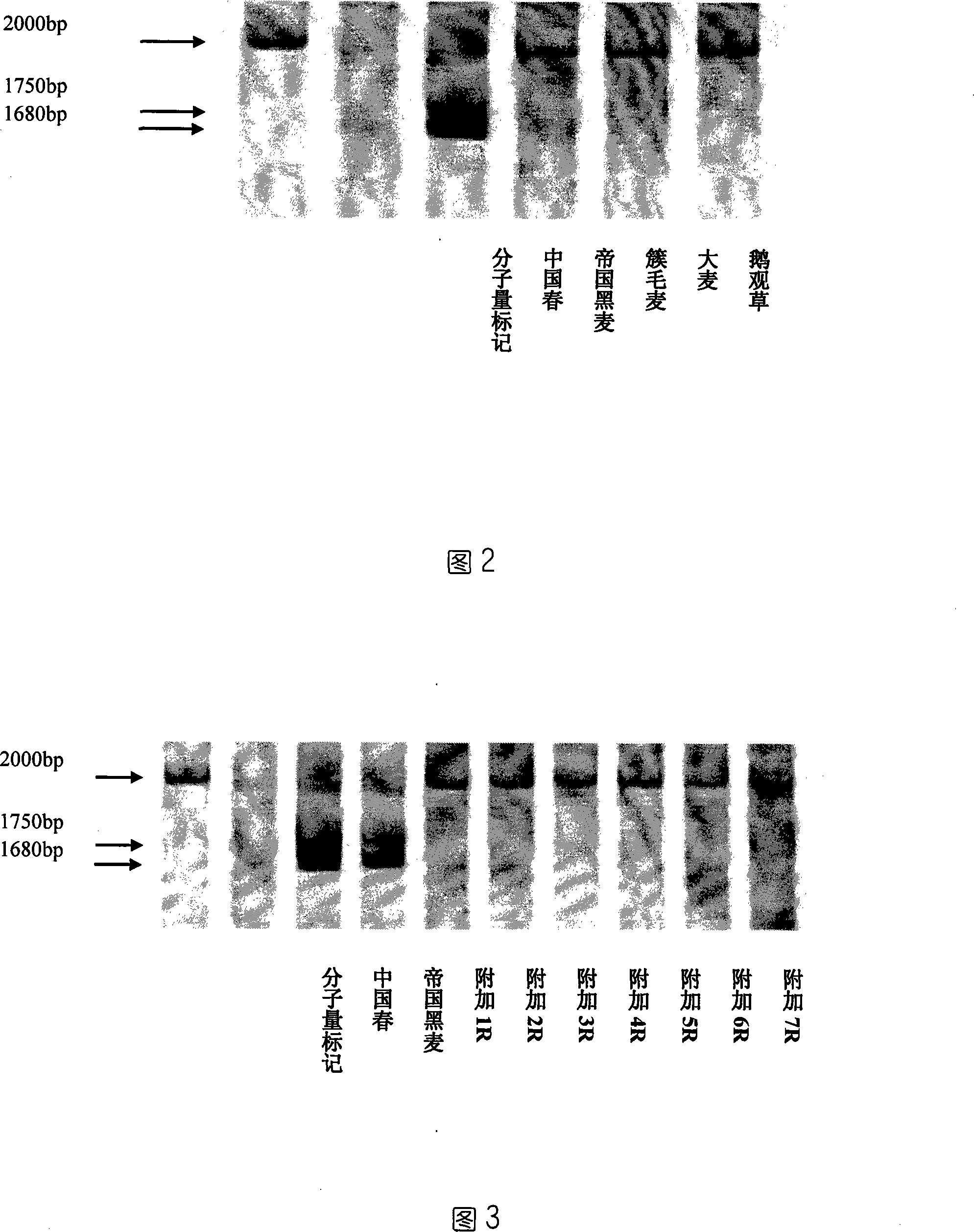 EST-STS marking primer 2 with differential rye1RS chromosome, screening method and use